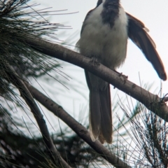 Entomyzon cyanotis at Brisbane City, QLD - 4 Dec 2023