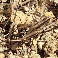 Macrotona australis (Common Macrotona Grasshopper) at Mitchell, ACT - 5 Dec 2023 by trevorpreston