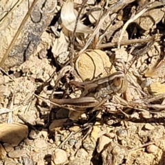 Macrotona australis at Mitchell, ACT - 6 Dec 2023 10:40 AM