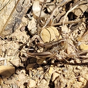 Macrotona australis at Mitchell, ACT - 6 Dec 2023 10:40 AM