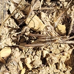 Macrotona australis at Mitchell, ACT - 6 Dec 2023 10:40 AM