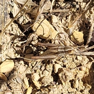 Macrotona australis at Mitchell, ACT - 6 Dec 2023