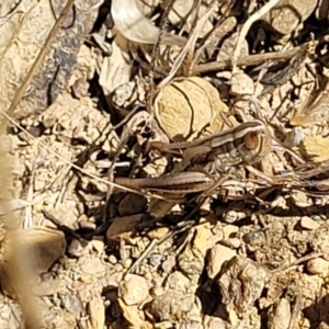 Macrotona australis at Mitchell, ACT - 6 Dec 2023 10:40 AM