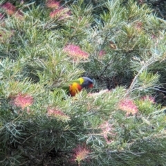 Trichoglossus moluccanus (Rainbow Lorikeet) at Brisbane City, QLD - 4 Dec 2023 by Darcy