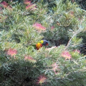 Trichoglossus moluccanus (Rainbow Lorikeet) at Brisbane City, QLD by Darcy