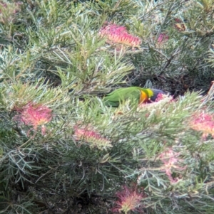 Trichoglossus moluccanus at Brisbane City, QLD - 4 Dec 2023