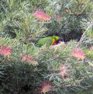 Trichoglossus moluccanus at Brisbane City, QLD - 4 Dec 2023