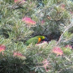 Trichoglossus moluccanus at Brisbane City, QLD - 4 Dec 2023