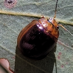 Paropsisterna cloelia (Eucalyptus variegated beetle) at Mitchell, ACT - 5 Dec 2023 by trevorpreston