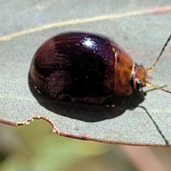 Paropsisterna cloelia at Mitchell, ACT - 6 Dec 2023