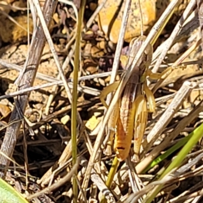 Praxibulus sp. (genus) (A grasshopper) at Mitchell, ACT - 5 Dec 2023 by trevorpreston