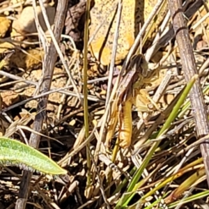 Praxibulus sp. (genus) at Mitchell, ACT - 6 Dec 2023