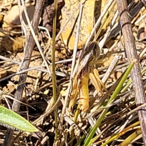 Praxibulus sp. (genus) at Mitchell, ACT - 6 Dec 2023