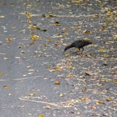 Gallirallus philippensis (Buff-banded Rail) at Brisbane City, QLD - 4 Dec 2023 by Darcy