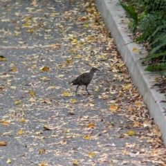 Gallirallus philippensis at Brisbane City, QLD - 4 Dec 2023