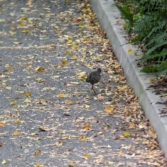 Gallirallus philippensis at Brisbane City, QLD - 4 Dec 2023