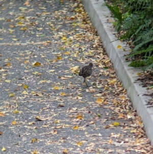 Gallirallus philippensis at Brisbane City, QLD - 4 Dec 2023