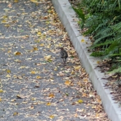 Gallirallus philippensis at Brisbane City, QLD - 4 Dec 2023