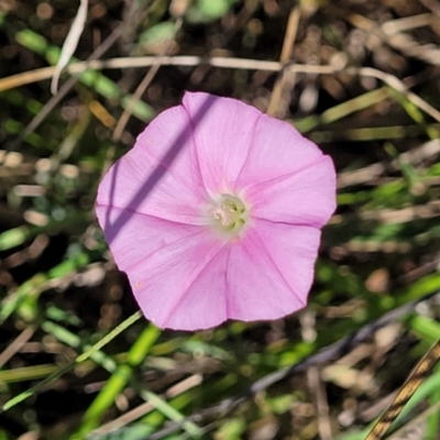 Convolvulus angustissimus subsp. angustissimus (Australian Bindweed) at Mitchell, ACT - 6 Dec 2023 by trevorpreston