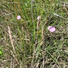 Convolvulus angustissimus subsp. angustissimus at Mitchell, ACT - 6 Dec 2023