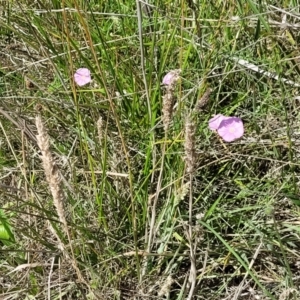 Convolvulus angustissimus subsp. angustissimus at Mitchell, ACT - 6 Dec 2023 10:31 AM