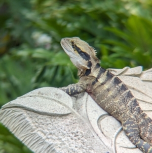 Intellagama lesueurii lesueurii at Brisbane City, QLD - 4 Dec 2023 08:35 AM