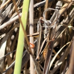 Macrotona australis (Common Macrotona Grasshopper) at Mitchell, ACT - 6 Dec 2023 by trevorpreston