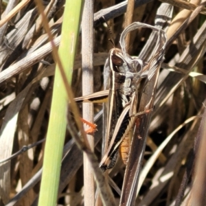 Macrotona australis at Mitchell, ACT - 6 Dec 2023 10:30 AM