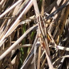 Macrotona australis at Mitchell, ACT - 6 Dec 2023 10:30 AM