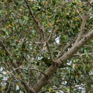 Trichoglossus chlorolepidotus at Brisbane City, QLD - 4 Dec 2023