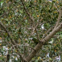 Trichoglossus chlorolepidotus at Brisbane City, QLD - 4 Dec 2023 08:41 AM