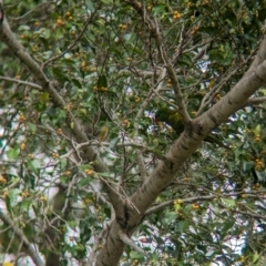 Trichoglossus chlorolepidotus at Brisbane City, QLD - 4 Dec 2023