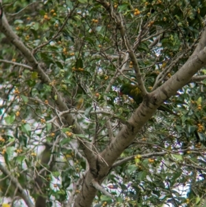 Trichoglossus chlorolepidotus at Brisbane City, QLD - 4 Dec 2023 08:41 AM