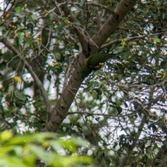 Trichoglossus chlorolepidotus at Brisbane City, QLD - 4 Dec 2023 08:41 AM