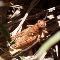 Phaulacridium vittatum (Wingless Grasshopper) at Belconnen, ACT - 4 Dec 2023 by CathB