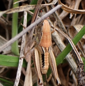 Praxibulus sp. (genus) at Mount Painter - 3 Dec 2023 03:00 PM