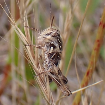 Oedaleus australis (Australian Oedaleus) at Belconnen, ACT - 2 Dec 2023 by CathB