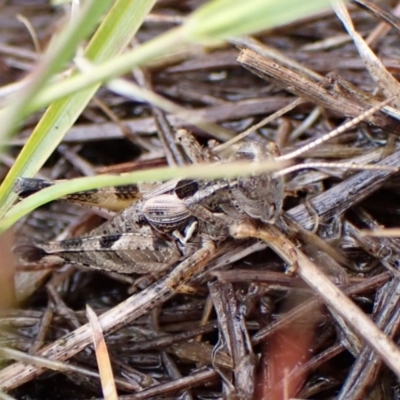 Brachyexarna lobipennis (Stripewinged meadow grasshopper) at Mount Painter - 2 Dec 2023 by CathB