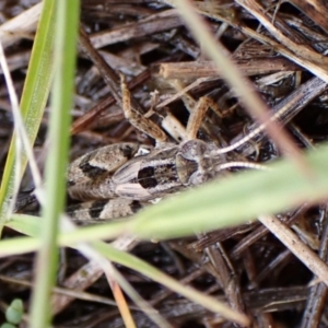 Brachyexarna lobipennis at Mount Painter - 2 Dec 2023