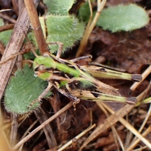 Oedaleus australis at Mount Painter - 29 Nov 2023