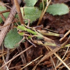 Oedaleus australis at Mount Painter - 29 Nov 2023