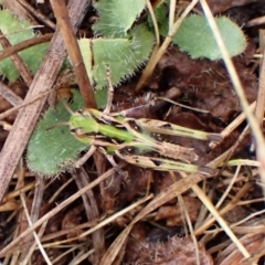 Oedaleus australis at Mount Painter - 29 Nov 2023