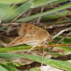 Helicoverpa (genus) (A bollworm) at Belconnen, ACT - 3 Dec 2023 by CathB