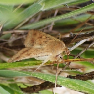 Proteuxoa porphyrescens at suppressed by CathB