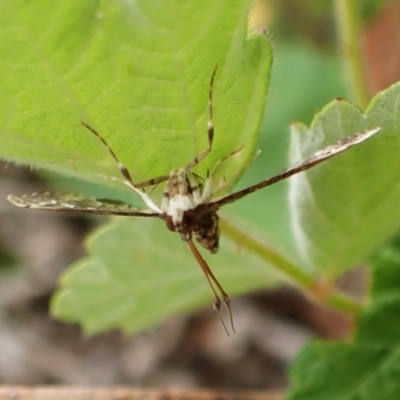Nacoleia rhoeoalis (A Crambid moth (Spilomelinae) at Mount Painter - 24 Nov 2023 by CathB