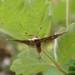 Nacoleia rhoeoalis at Mount Painter - 24 Nov 2023 03:57 PM