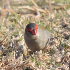 Neochmia temporalis (Red-browed Finch) at Merimbula, NSW - 10 Oct 2023 by MichaelBedingfield