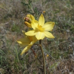 Bulbine bulbosa (Golden Lily) at Tuggeranong Hill - 13 Oct 2023 by michaelb