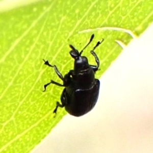 Euops sp. (genus) at Mount Painter - 3 Dec 2023