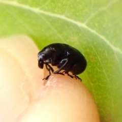 Euops sp. (genus) at Mount Painter - 3 Dec 2023